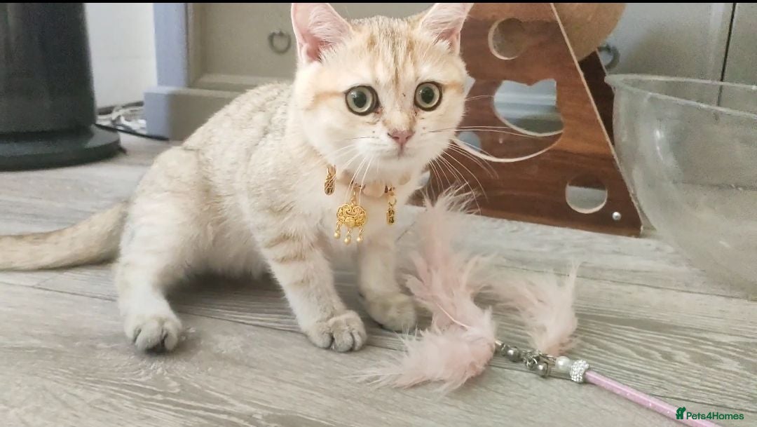 British Shorthair cats TICA Reg. Golden British Shorthair Girl Kitten  - Advert 2