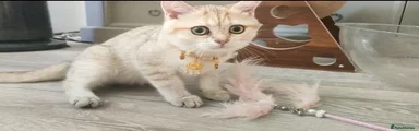 Intelligent Golden British Shorthair Girl