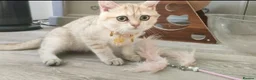 British Shorthair cats for sale: TICA Reg. Golden British Shorthair Girl Kitten  - Advert 2