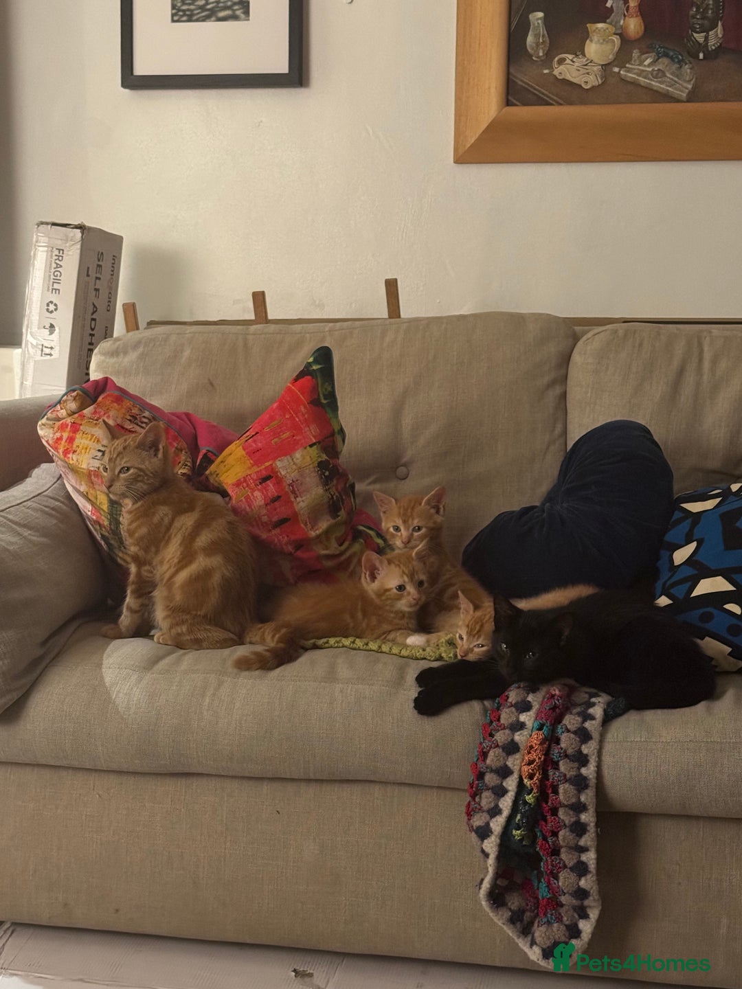 Mixed Breed cats for sale: 3 x Ginger Tabby Male Kittens  - Advert 9