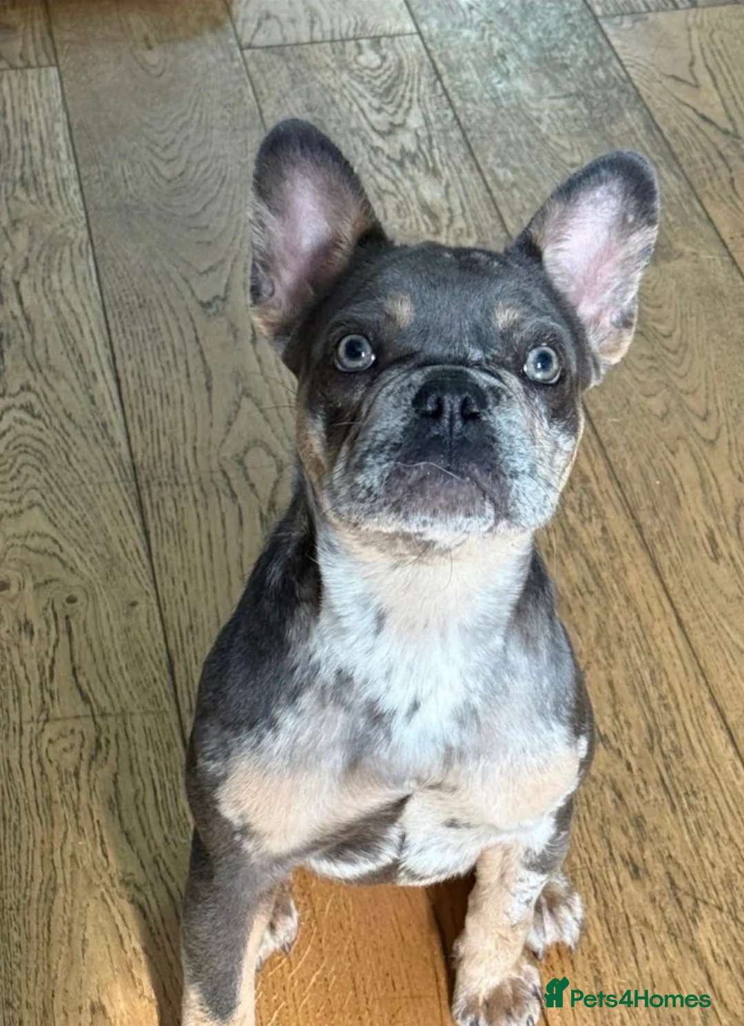 French Bulldog dogs for sale: French bulldog girl - Advert 1