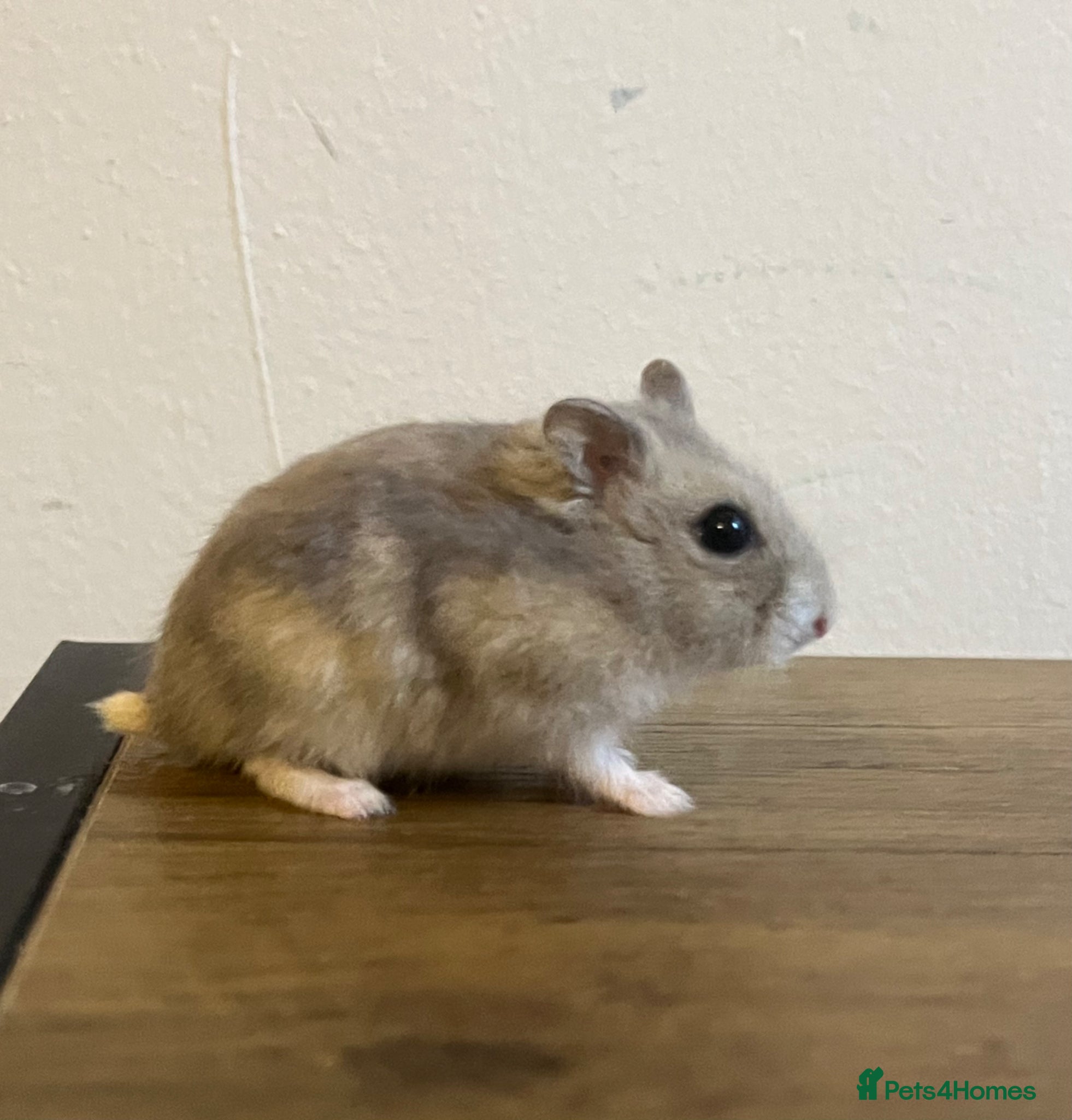 Hamster rodents for sale: Winter white dwarf hamster  - Advert 1