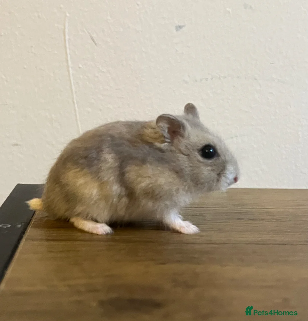 Hamster rodents for sale: Winter white dwarf hamster  in Manchester - Advert 1