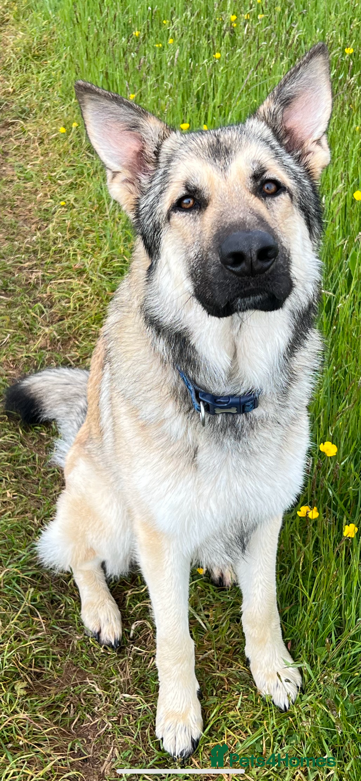 German Shepherd dogs Gold sable KC German shepherd male - Advert 1