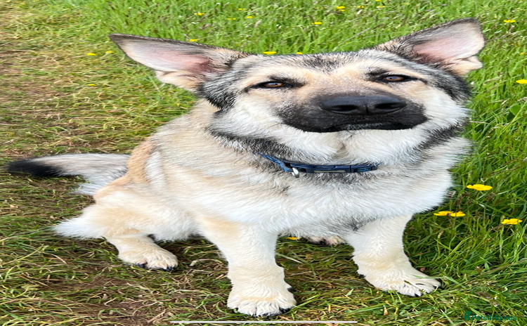 German Shepherd dogs - Advert 1