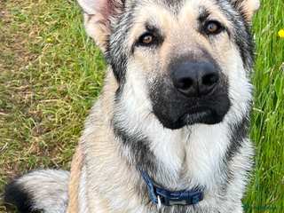 German Shepherd dogs for sale - Advert 1