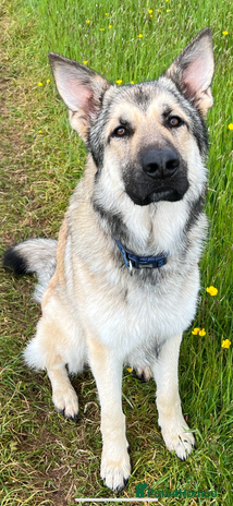 German Shepherd dogs - Advert 2