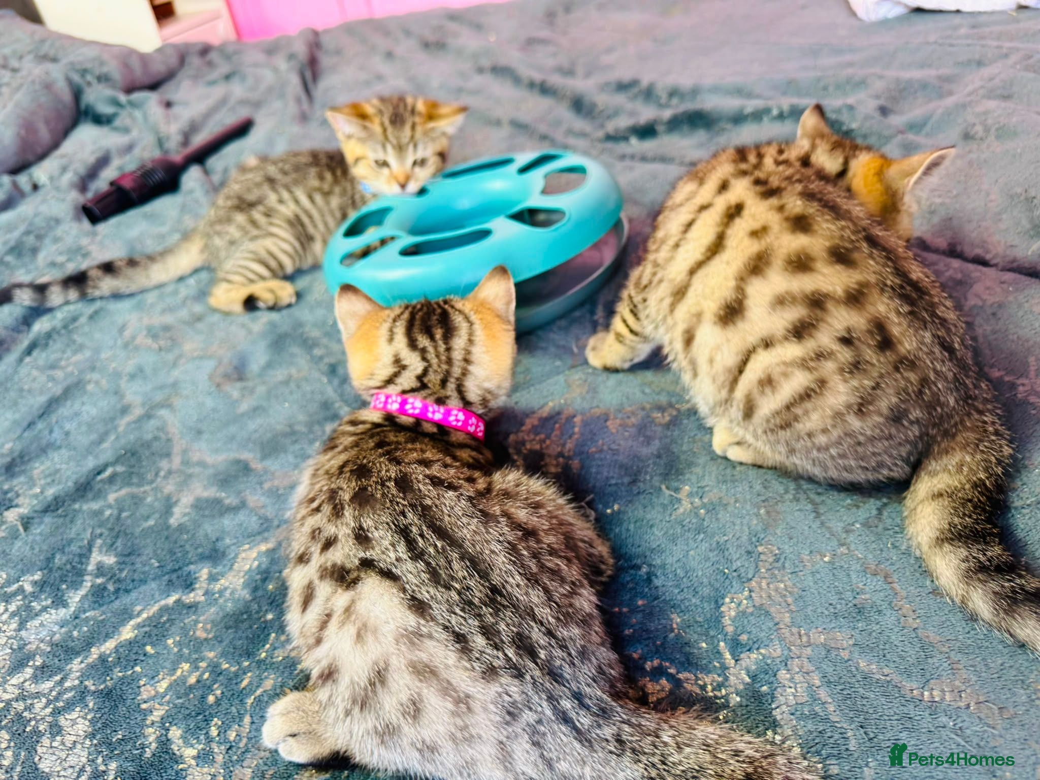 British Shorthair cats GCCF Registered British Shorthair Chocolate Tabby - Advert 1