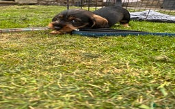 Dachshund dogs for sale: Wire haired dachshund puppies - Image 16