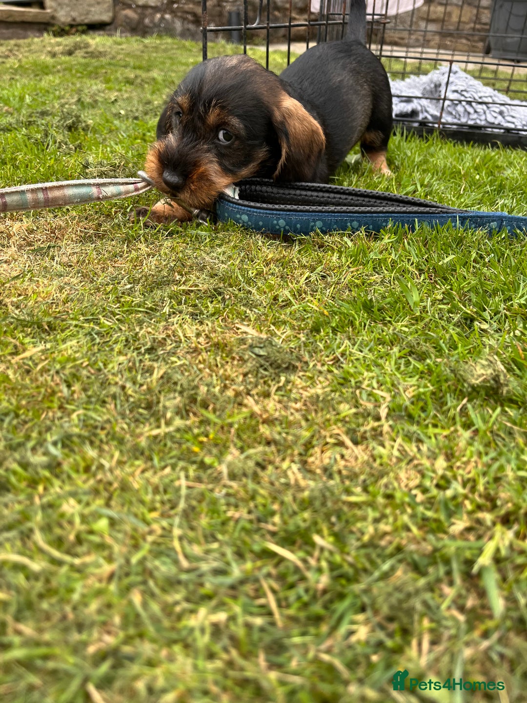 Dachshund dogs for sale: Wire haired dachshund puppies - Image 16