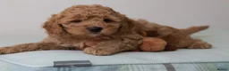 Cavapoo dogs for sale: 5*Licensed+DNAtested+Vetchecked+Red+Apricot+Cream - Advert 28