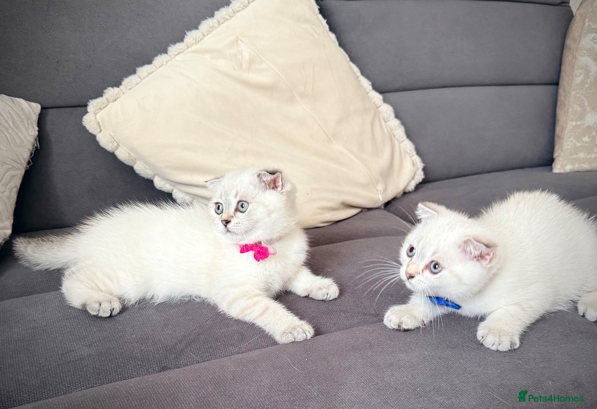 Scottish Fold cats Last girl 😻Pure Scottish folded kittens 😍🥰 - Advert 2