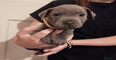 Staffordshire Bull Terrier dogs - Advert 8