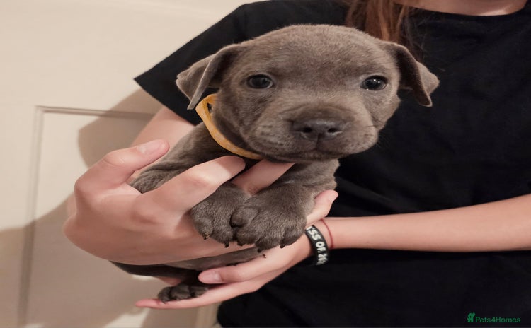 Staffordshire Bull Terrier dogs - Advert 2