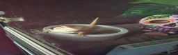 Dragon reptiles for sale: Tiny Ranking Dragon Looking For A New Home - Advert 3
