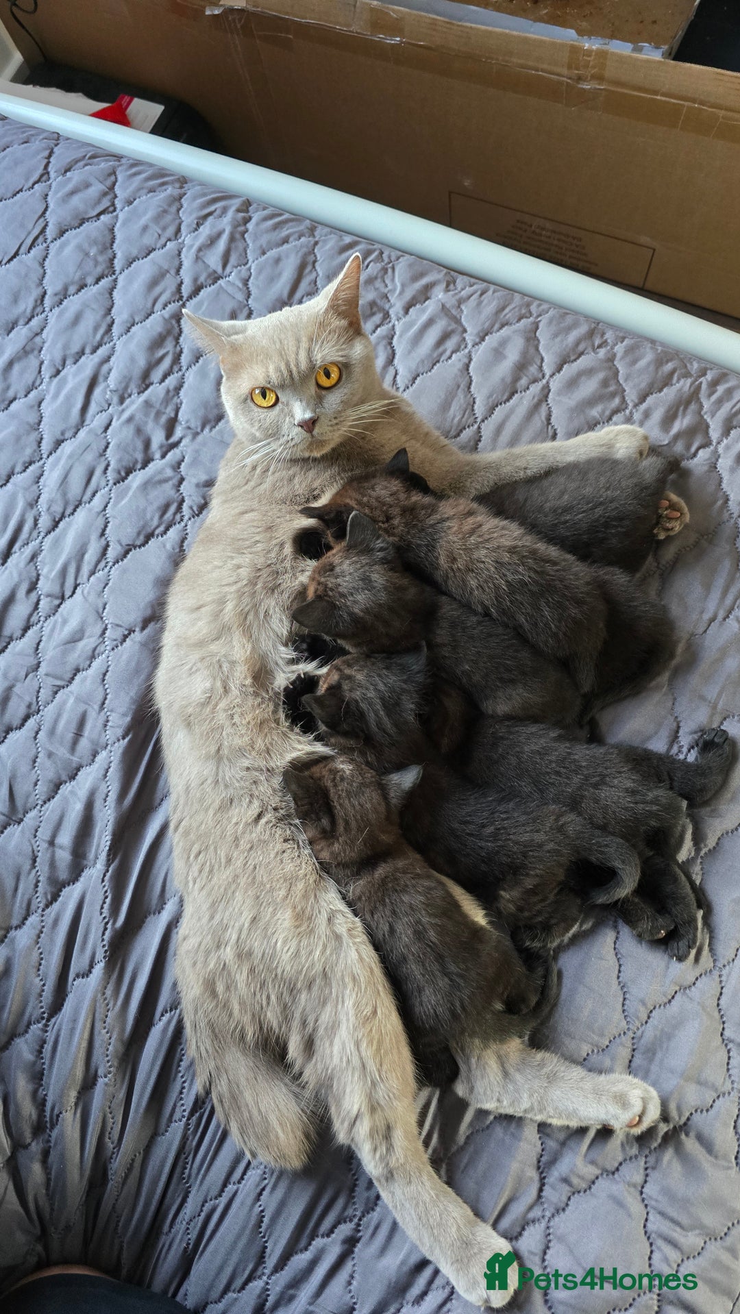 British Shorthair cats for sale: British shorthair  - Advert 4