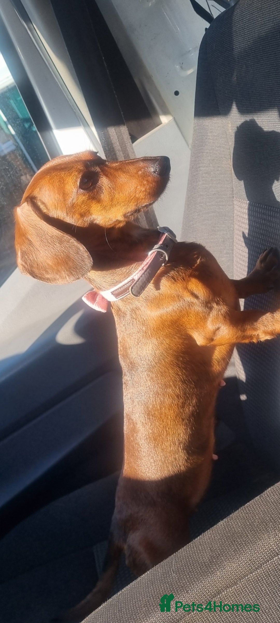 Miniature Dachshund dogs Beautiful Minature kinachen dachshunds  - Advert 1