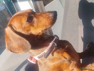 Miniature Dachshund dogs Beautiful Minature kinachen dachshunds - Advert 7