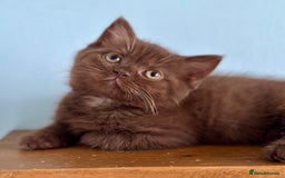 British Shorthair cats for sale: Chocolate and Red British Shorthair and Longhair - Image 19