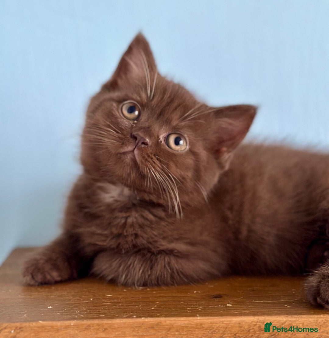 British Shorthair cats for sale: Chocolate and Red British Shorthair and Longhair - Image 19