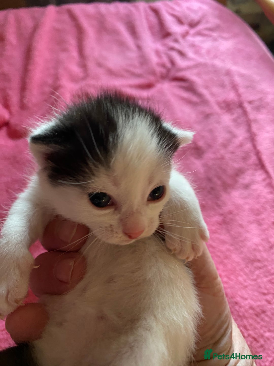 British Shorthair cats for sale: Beautiful baby kittens ready 23rd Dec - Advert 14