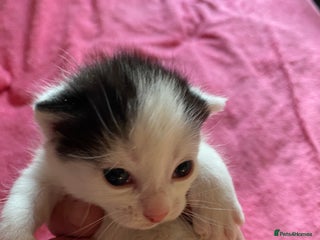 British Shorthair cats Beautiful baby kittens ready 23rd Dec - Advert 3