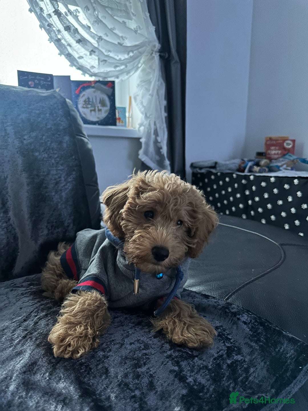 Toy Poodle dogs for stud: F1b westipoo for stud - Image 9