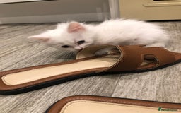 Mixed Breed cats for sale: Litter 5 kittens looking for there forever homes.  - Image 2
