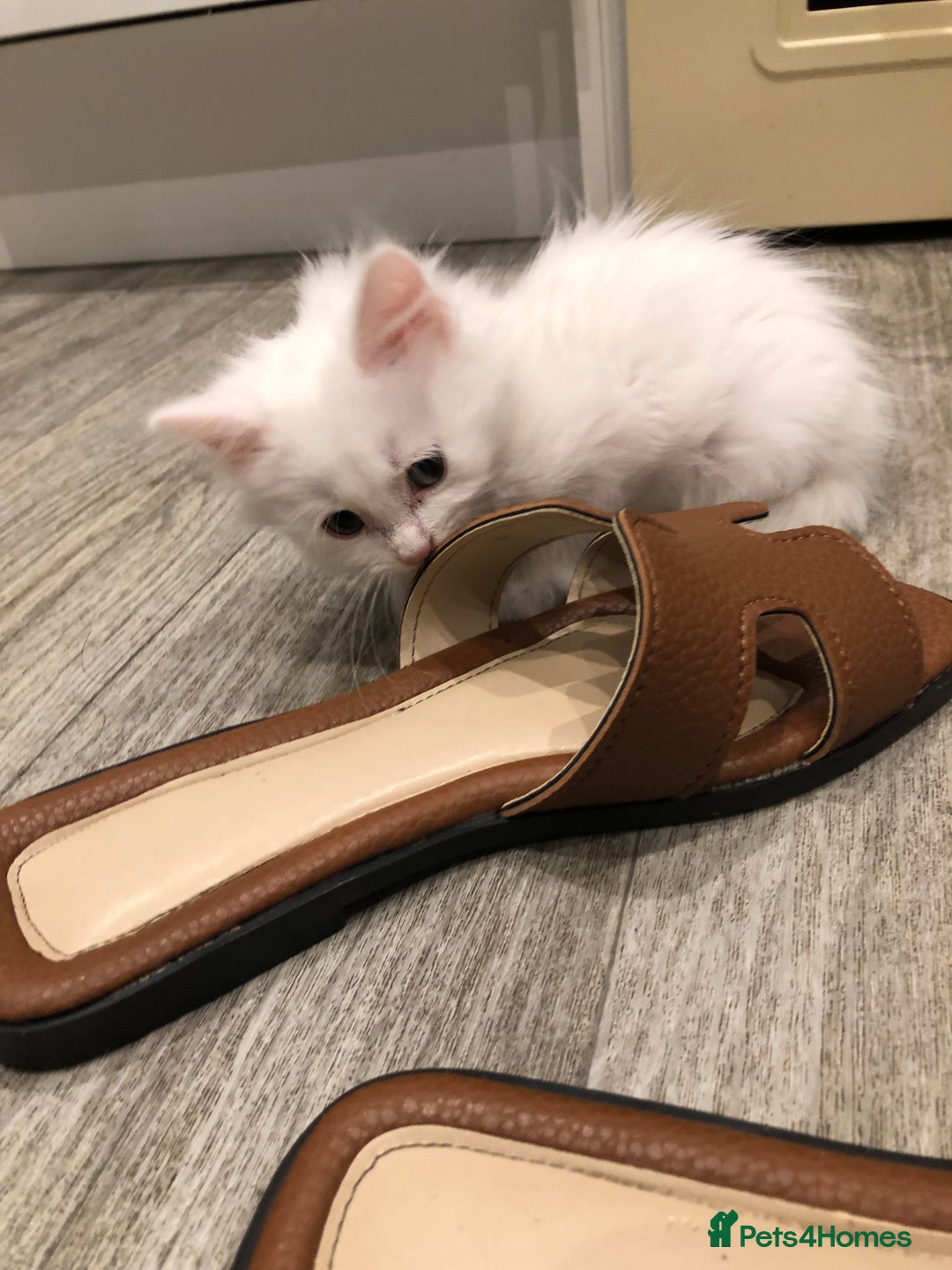 Mixed Breed cats for sale: Litter 5 kittens looking for there forever homes.  - Image 2