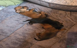 Miniature Dachshund dogs for sale: Miniature Dachshunds Seeking Forever Homes - Image 10