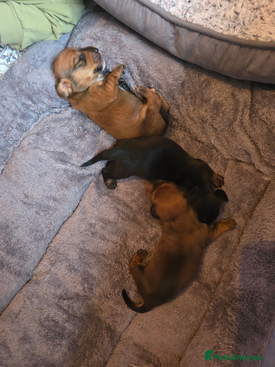 Miniature Dachshund dogs for sale: Miniature Dachshunds Seeking Forever Homes - Image 10