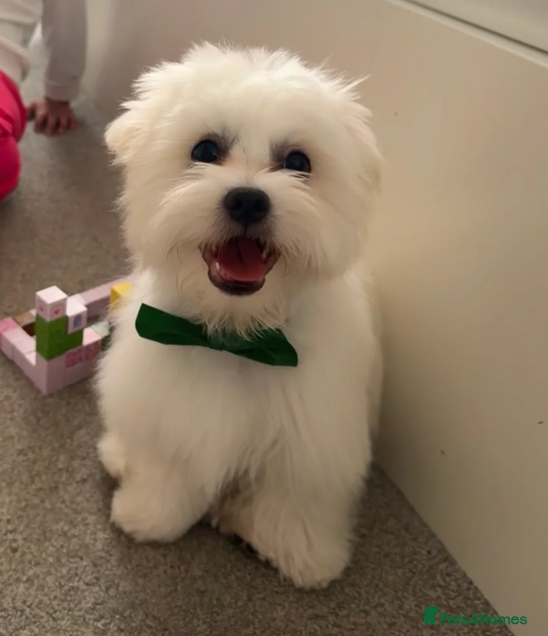 Maltese dogs for stud: Available for stud - Advert 4