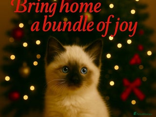 Ragdoll cats 💝Champion sired female ragdoll ready ** Eve💝 - Advert 3