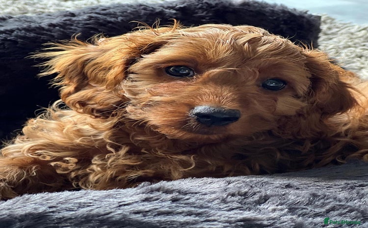 Cavapoo dogs - Advert 1