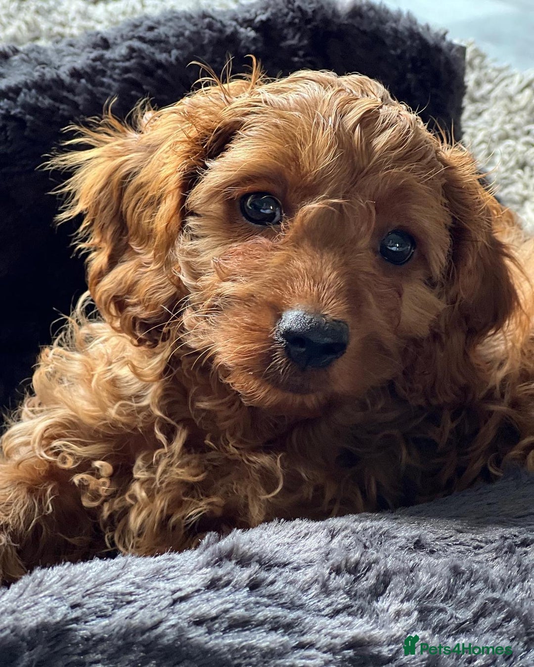 Cavapoo dogs for sale: Cavapoo - Image 1