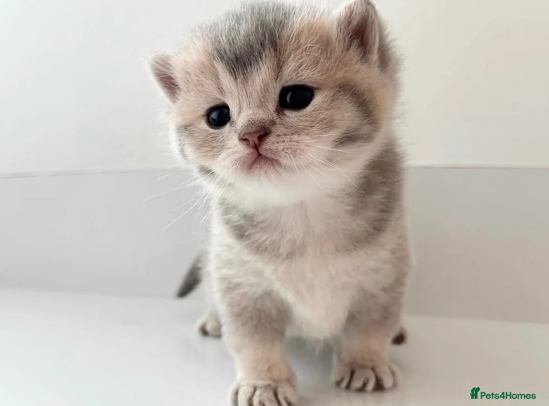 British Shorthair cats for sale: Beautiful blue golden shaded British shorthairs - Advert 2