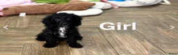 Cockapoo dogs for sale: Beautiful f1 cockapoo puppies  - Advert 2
