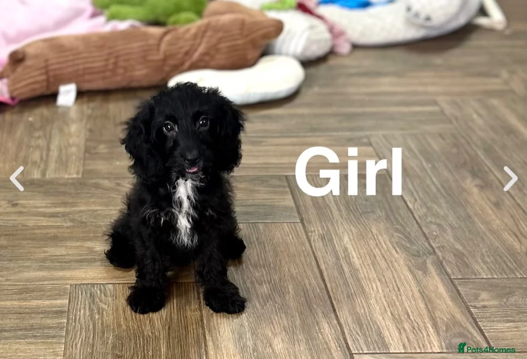 Cockapoo dogs for sale: Beautiful f1 cockapoo puppies  - Advert 2