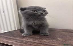 Scottish Fold cats for sale: Adorable Kittens - Image 5