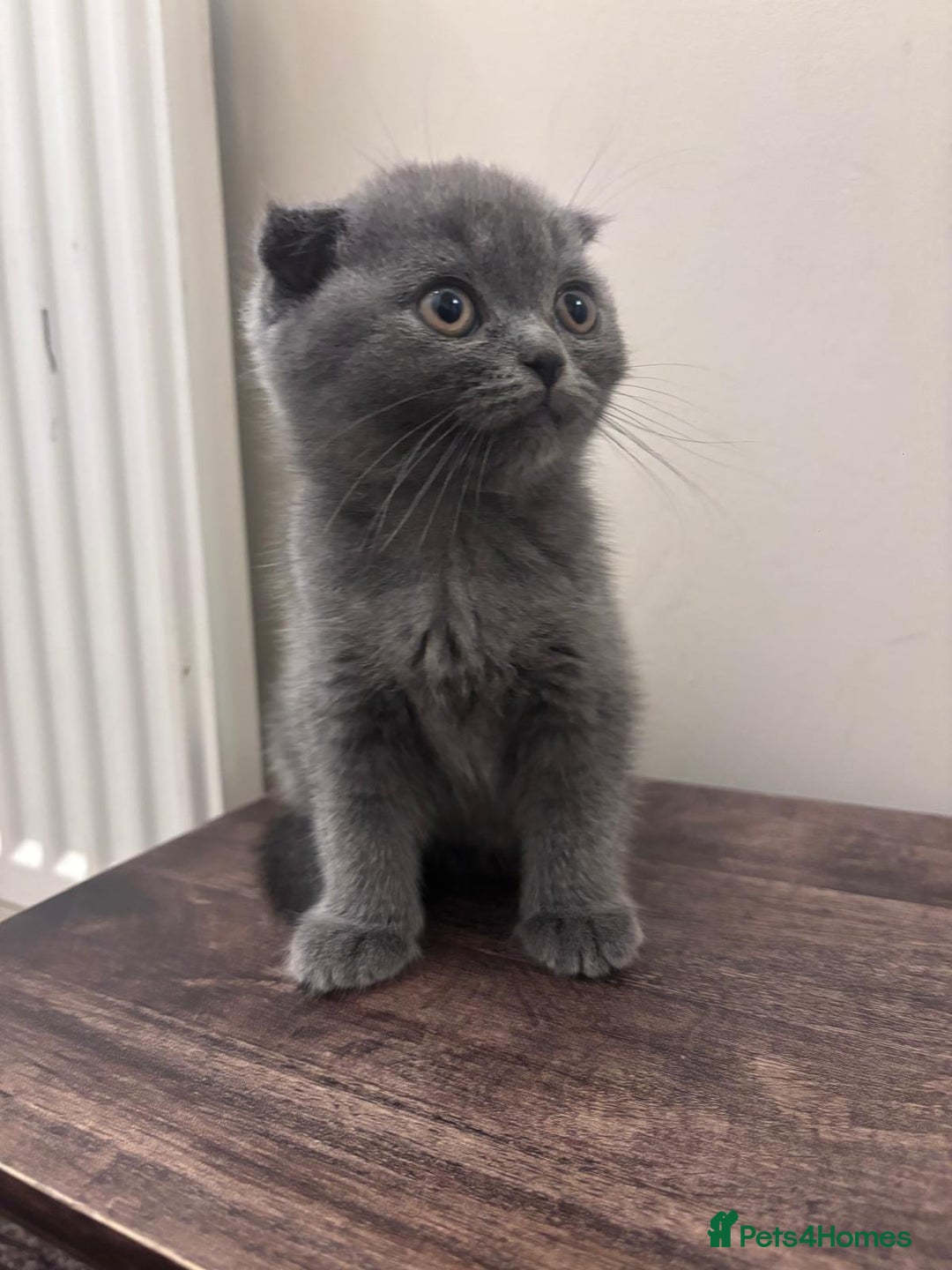 Scottish Fold cats for sale: Adorable Kittens - Image 5