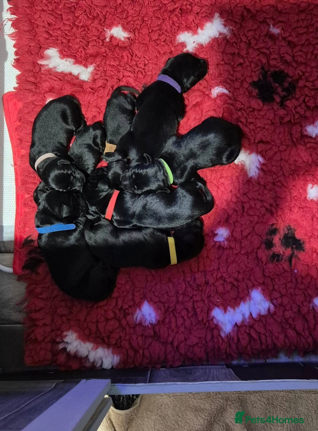 Labrador Retriever dogs for sale: Black Labrador Puppies  - Image 5