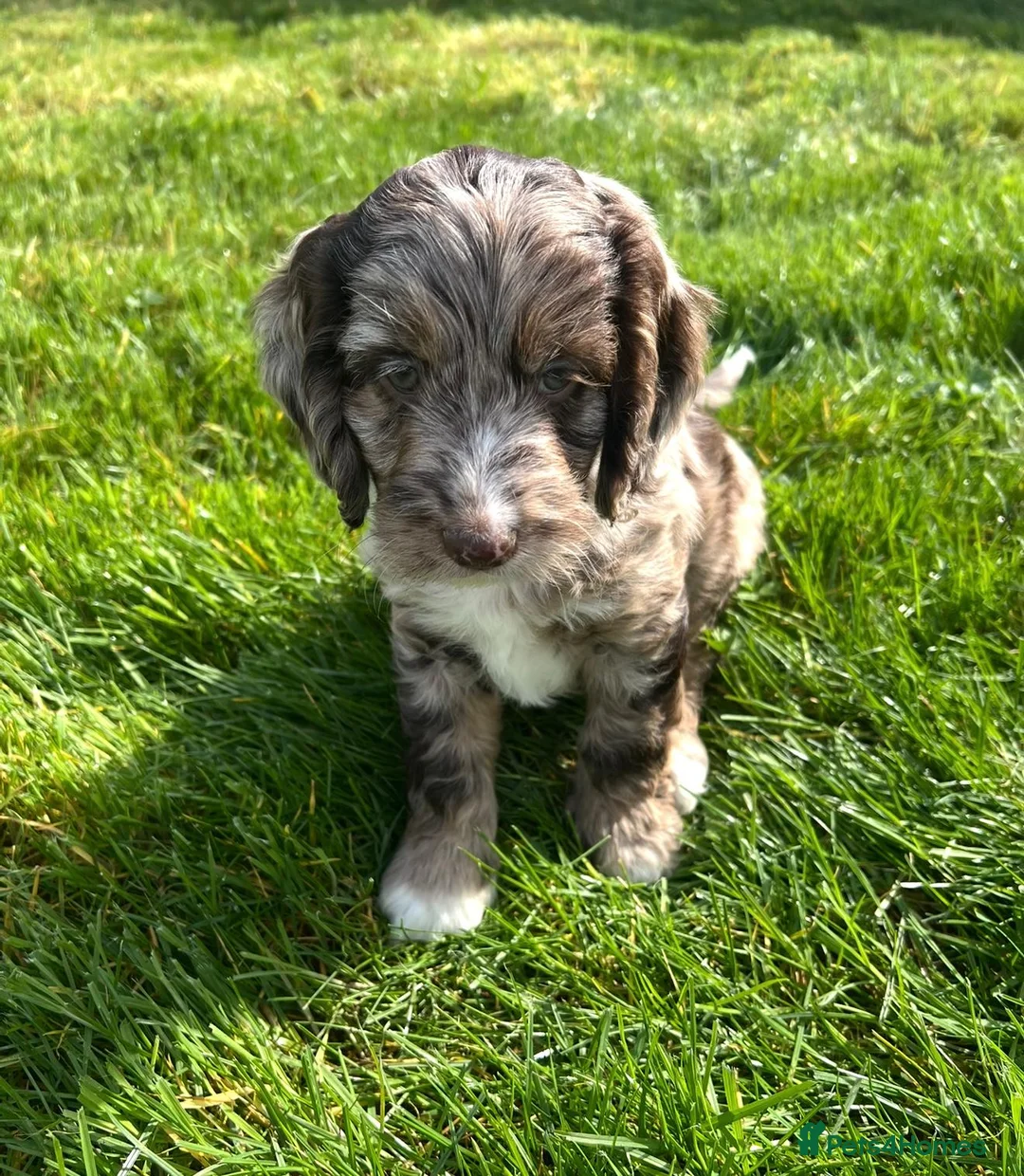 Cockapoo dogs for sale: Merle Cockapoo Puppies  - Advert 2