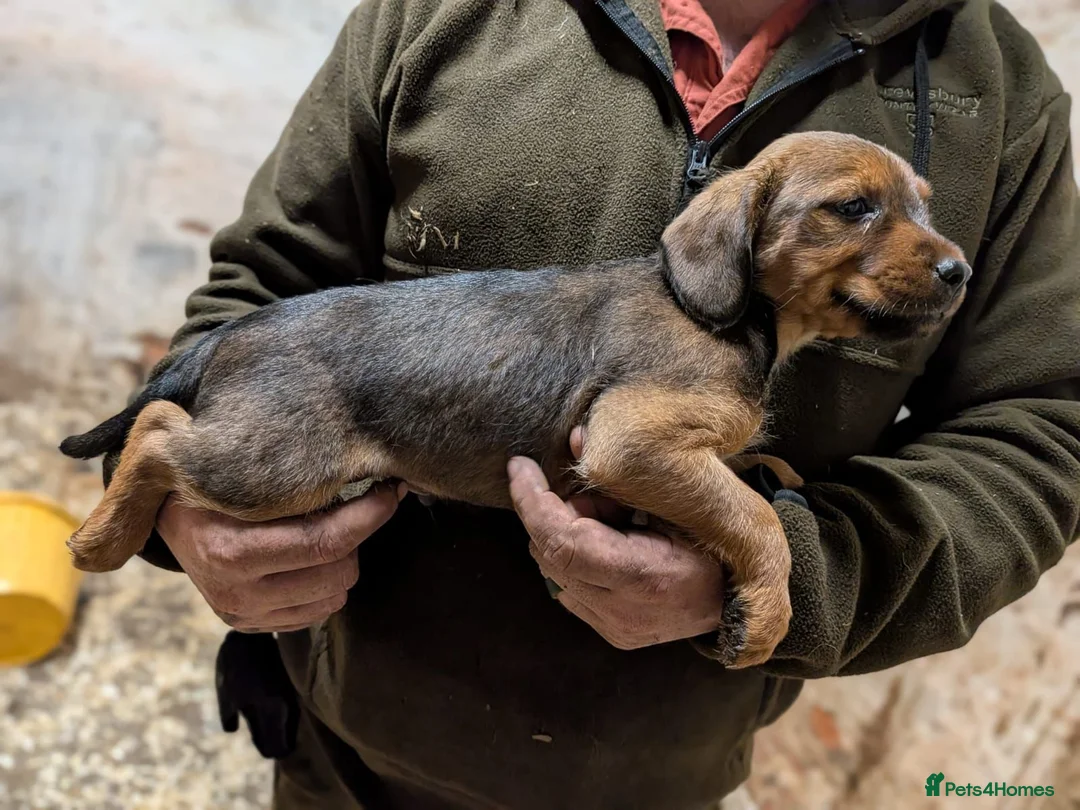 Mixed Breed dogs for sale: 4 beautiful springer x Lakeland puppies  - Advert 20