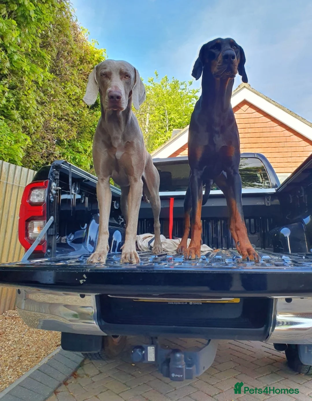 Dobermann dogs for stud: Gorgeous Full European Black & Tan Doberman in New Milton - Advert 3