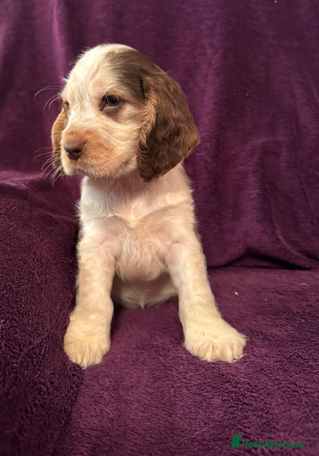 Cocker Spaniel dogs for sale: 🩷Stunning chocolate sable roan show type cocker🩷 - Advert 5
