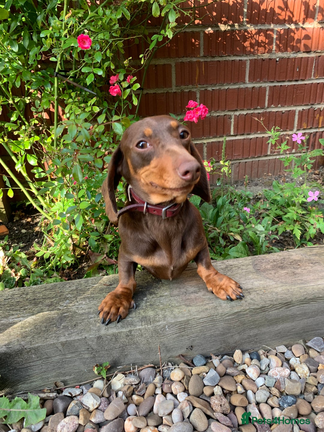 Miniature Dachshund dogs for sale: Miniature daschund 4 year old bitch  - Image 1