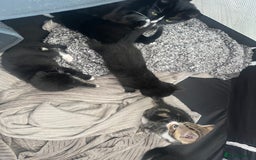Mixed Breed cats for sale: Gorgeous short hair British Kittens  - Image 9