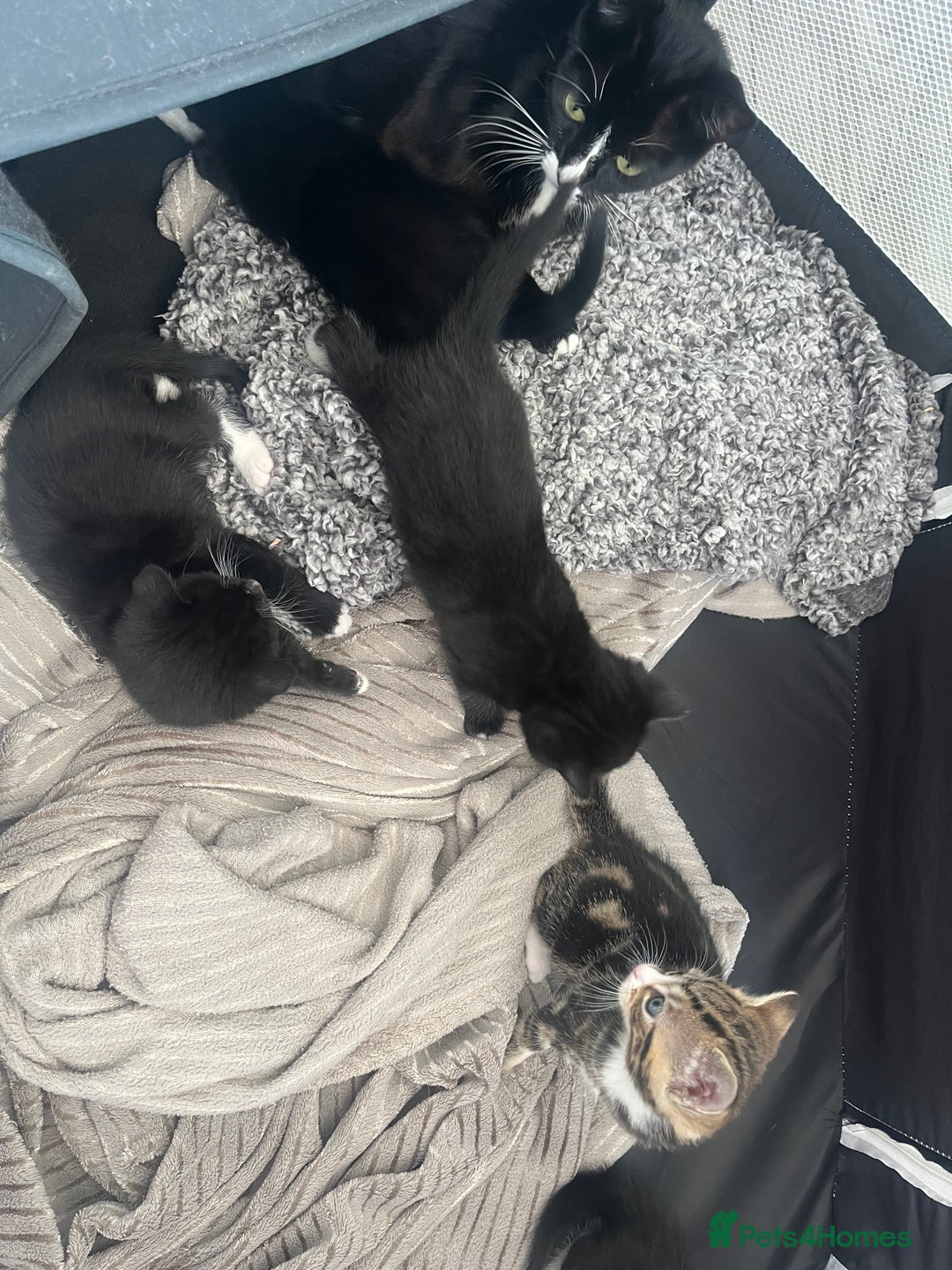 Mixed Breed cats for sale: Gorgeous short hair British Kittens  - Image 9
