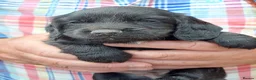 Cocker Spaniel dogs for sale: Beautiful Cocker Spaniels  in Morpeth - Advert 4
