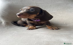 Miniature Dachshund dogs for sale: Charming Miniature Dachshund Puppies 2 Girls 1 Boy - Image 10